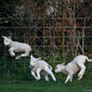 Meet your Posher, Isabelle